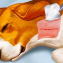 Dog Hospital 6 dog hospital 1